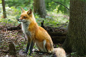 Image of a Fox