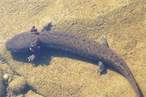 Image of a Salamander