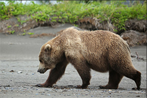 Image of a Bear