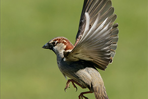 Image of a Sparrow